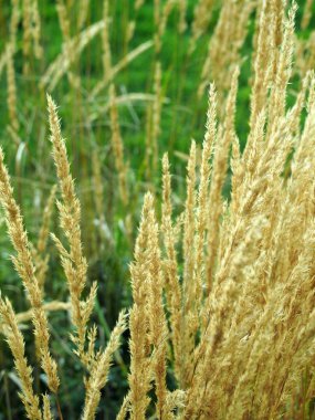 Sarı çimen, seçici odak