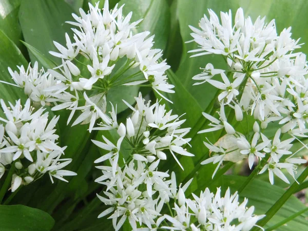 Flores de alho selvagem na primavera com folhas verdes brilhantes — Fotografia de Stock