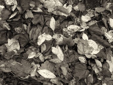 geç sonbaharda yerde ıslak düşmüş ölü yaprakları mono sepya renkli tam çerçeve arka plan