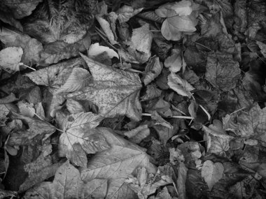 karışık kuruyemiş arka plan resmi siyah sonbahar yaprakları