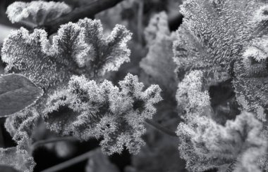kışın donmuş yapraklar üzerinde buz kristalleri tek renkli yakın görüntü