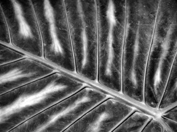 monochrome large abstract striped leaf tropical abstract nature background