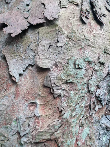 緑と茶色の色合いで剥離層と古いテクスチャシカモア樹皮のクローズアップ — ストック写真