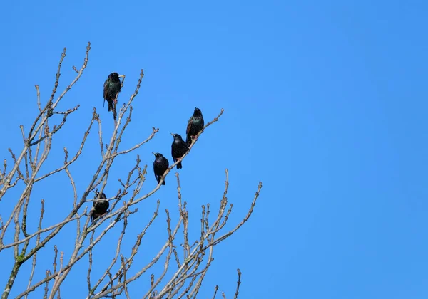 Um grupo de estorninhos comuns empoleirados nos ramos de uma árvore de inverno contra um céu azul iluminado pelo sol — Fotografia de Stock