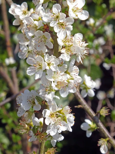 Flor de maçã selvagem contra um fundo de primavera verde — Fotografia de Stock