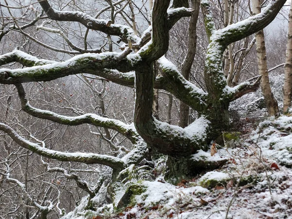Schnee bedeckt verdrehte Bäume und Äste in einem Hangwald mit felsigem Boden — Stockfoto