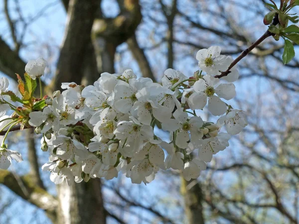 Fleur de pomme blanche sur une branche sur un fond de forêt — Photo