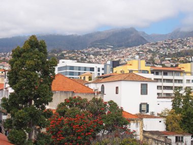 dağlar ve bulutlu gökyüzü bir arka plan karşı binalar ve bahar ağaçları ile madeira funchal şehir görünümü