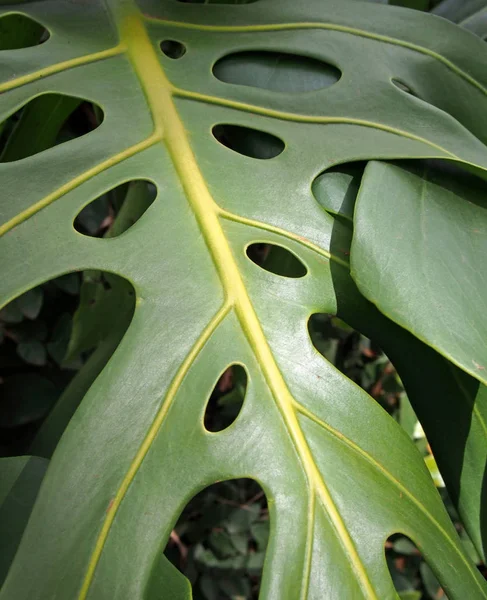 Primer plano de una gran hoja de filodendro tropical verde brillante con un patrón de agujeros oscuros —  Fotos de Stock