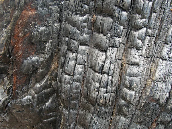 Полное изображение черного обугленного дерева с блестящей текстурой зерна — стоковое фото