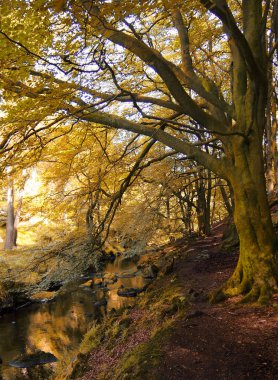 yaz aylarında orman, seçici odak