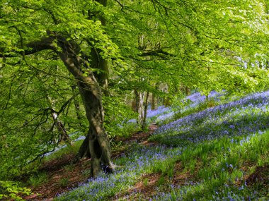 yaz aylarında orman, seçici odak