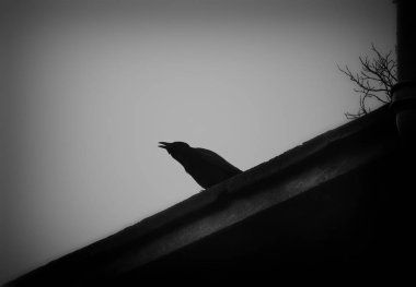 ev üzerinde karga, seçici odak