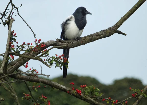 Una urraca eurasiática posada en la rama de un espino con —  Fotos de Stock