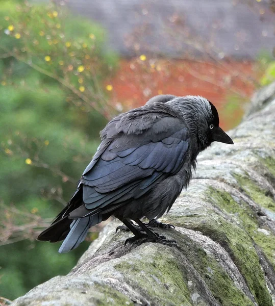 A close up of two jackdaws perched on an old stone wall — Stock Photo, Image