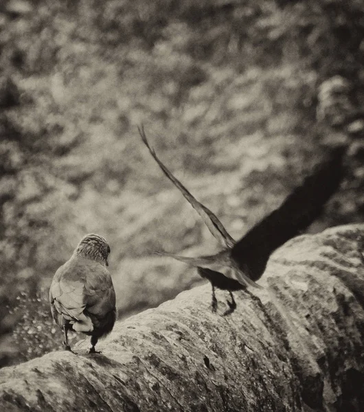 Ιπτάμενα Κοράκια Επιλεκτική Εστίαση — Φωτογραφία Αρχείου