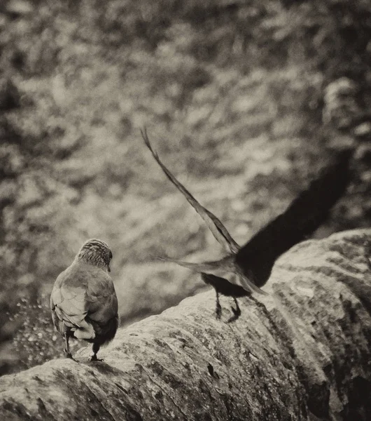 Crows Flying Selective Focus — Stock Photo, Image