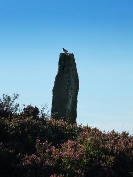Pták v profilu, který se usadil na vysokém neolitu stojícího kamene v midgleyské blatech obklopené vřesem v západním Yorkshiru — Stock fotografie
