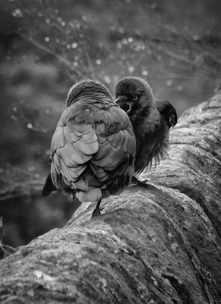 Two Jackdaws Perched Stone Wall Selective Focus — Stock Photo, Image