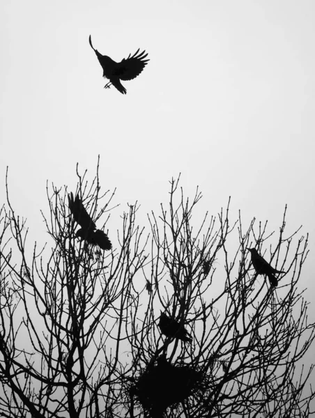 Cuervos Volando Enfoque Selectivo — Foto de Stock