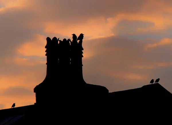 Des jackdaws et des étourneaux perchés sur la cheminée et le toit d'une maison en silhouette contre un ciel nuageux en soirée — Photo