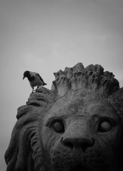 Crow Statue Lion Selective Focus — Stock Photo, Image