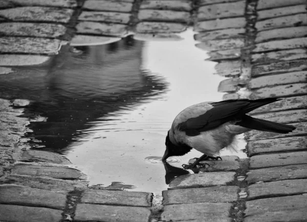 Crow Drinking Selective Focus — Stock Photo, Image