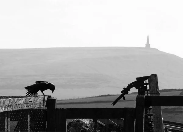 Black White Image Crow Looking — Stockfoto