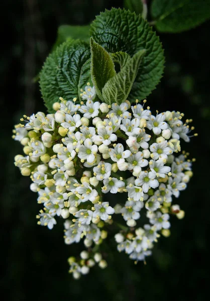 庭の木の白い花 — ストック写真