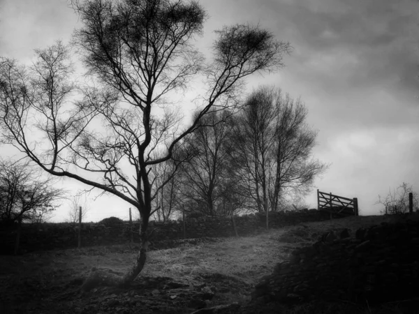 Kahle Winterbäume Silhouette Feld Mit Steinmauer — Stockfoto