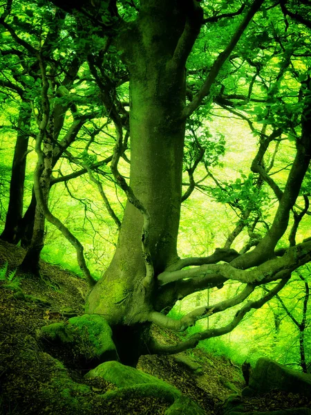 Malerischer Blick Auf Den Wald Selektiver Fokus — Stockfoto