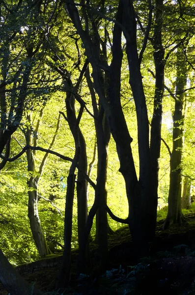 Naturskön Utsikt Över Skogen Selektivt Fokus — Stockfoto