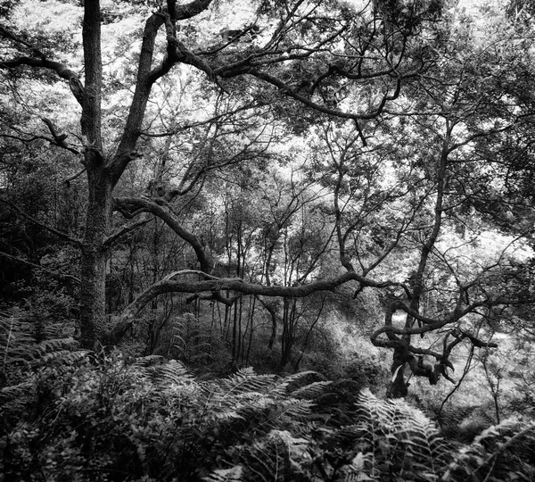 Vista Panorámica Del Bosque Blanco Negro — Foto de Stock