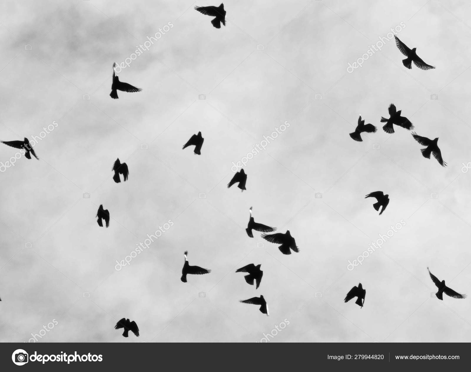 Crows Flying Sky Selective Focus Stock Photo Image By C Philopenshaw Crows Flying Sky Selective Focus Stock Photo Image By C Philopenshaw