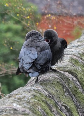 taş duvara tünemiş iki jackdaws, seçici odak
