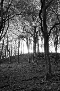 orman manzaralı, siyah ve beyaz