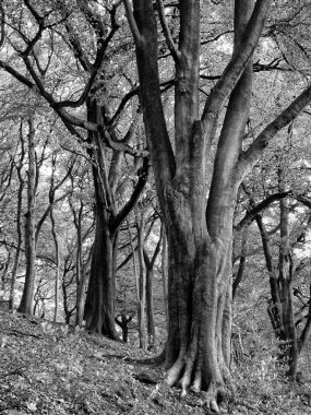 orman manzaralı, siyah ve beyaz