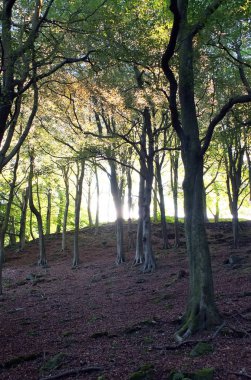 orman ın doğal görünümü, seçici odak