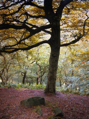 orman ın doğal görünümü, seçici odak
