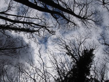 Ormandaki ağaç dalları