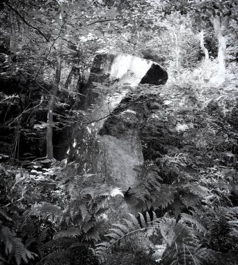 Ormanın güzel manzarası