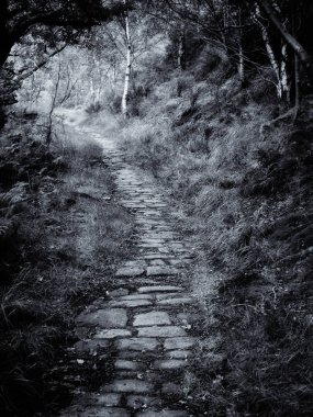 taş yol olsa koyu ormanlık 