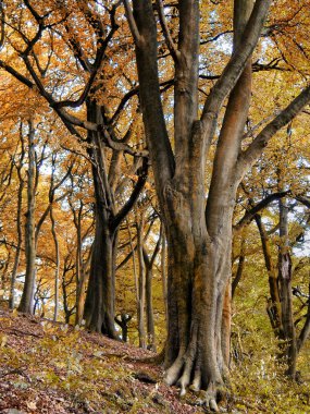 orman ın doğal görünümü, seçici odak