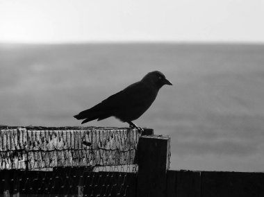 karga yakın çekim, seçici odak