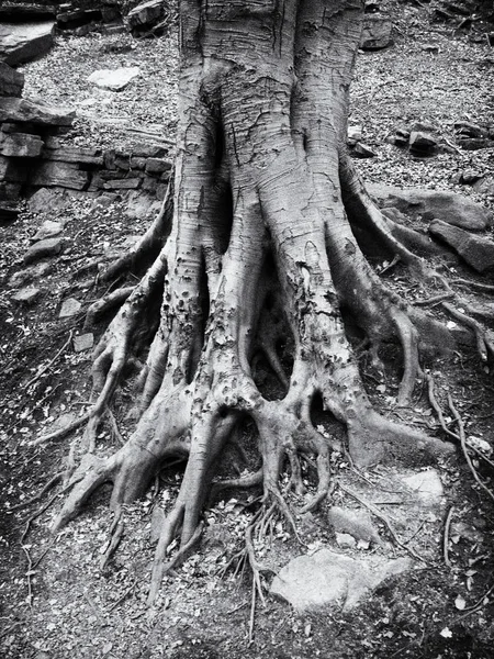 旧扭曲的树根在岩石地面与纹理树皮 — 图库照片