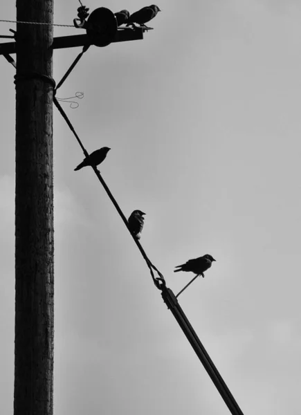 Crows Power Lines Selective Focus — Stock Photo, Image