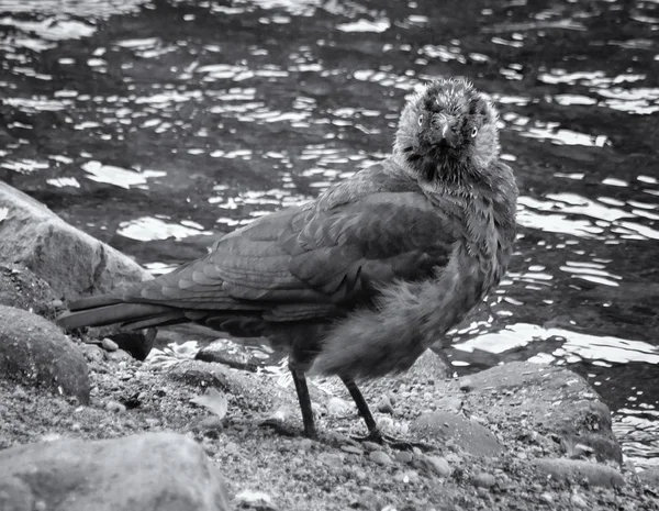 Krähe Wassernähe Selektiver Fokus — Stockfoto