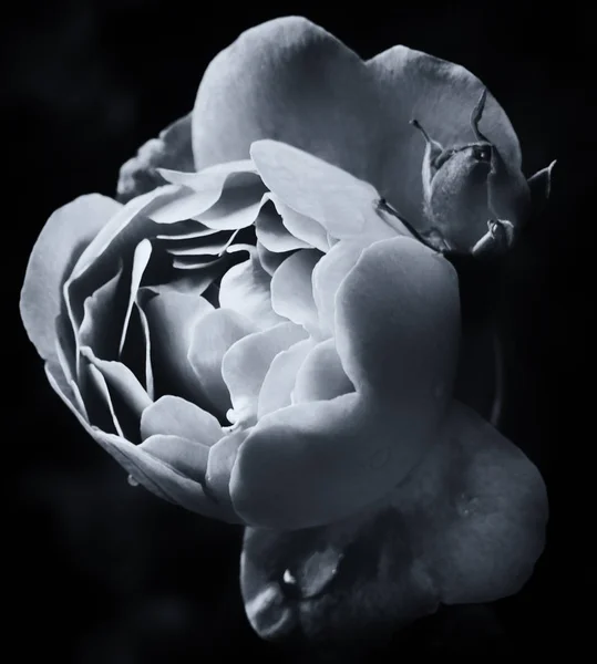 Fiore Rosa Bianco Nero Sfondo Scuro — Foto Stock