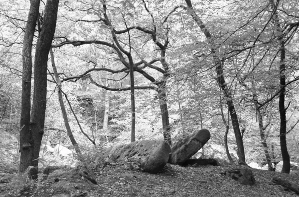 Malerischer Blick Auf Wald Schwarz Und Weiß — Stockfoto