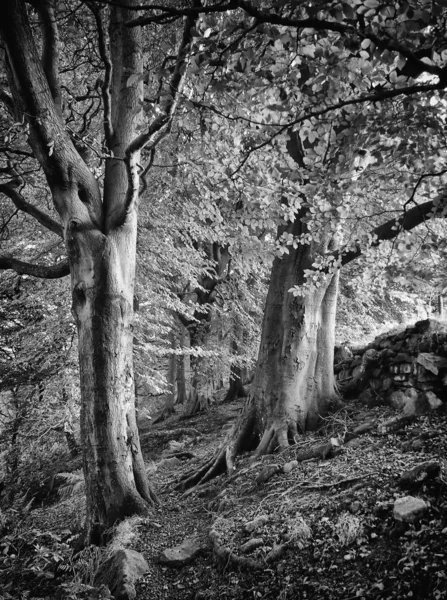 Orman Manzaralı Siyah Beyaz — Stok fotoğraf
